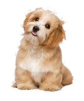 a pretty fluffy doggy